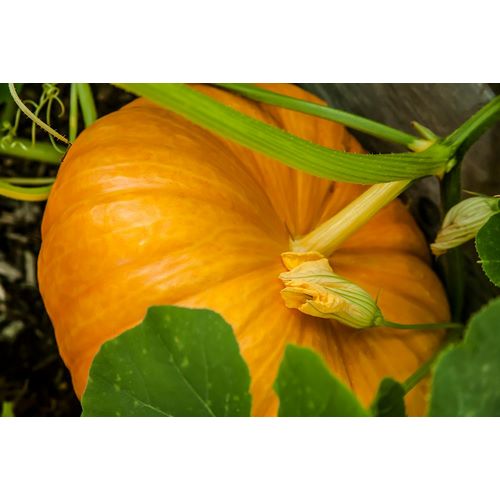 Horton, Janet 아티스트의 Issaquah-Washington State-USA Pumpkin ready to harvest작품입니다.